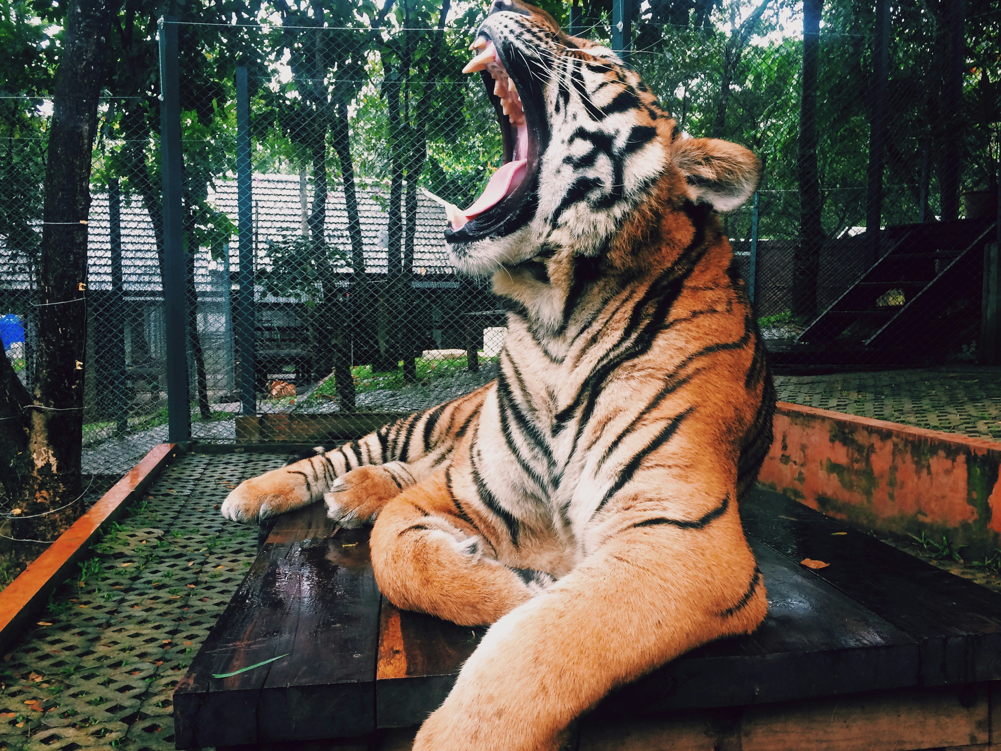 Source photo — tiger mid-yawn on wooden platform in zoo enclosure